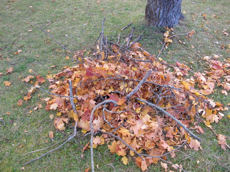 Autumn Tree Care