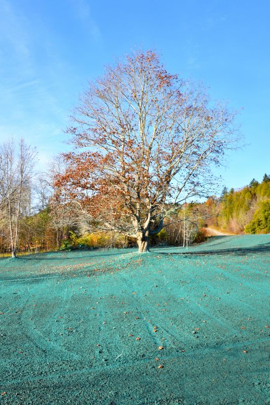 Understanding Tree Spraying Costs — Cost of Tree Spraying