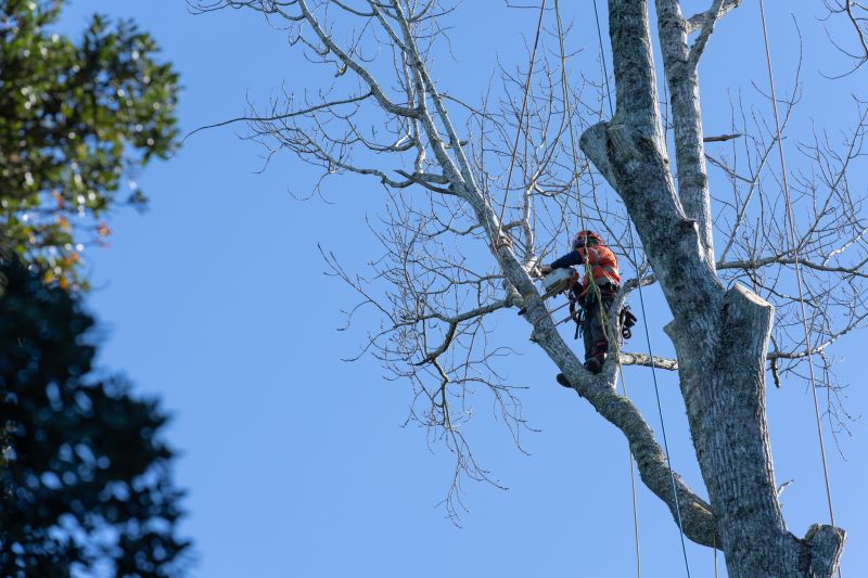 Commercial Tree Maintenance Firms